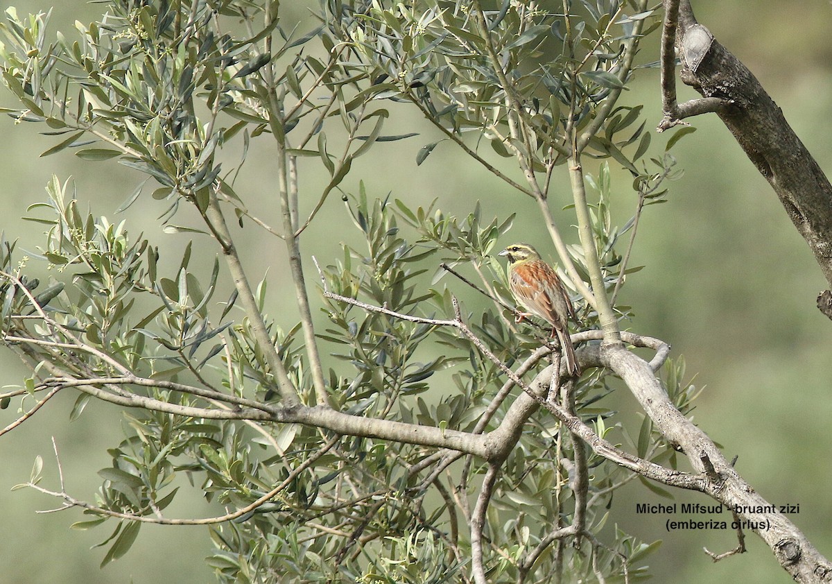 Cirl Bunting - Michel Mifsud