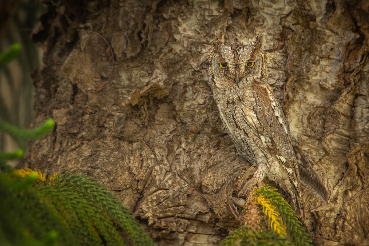 Eurasian Scops-Owl - Liron Grau