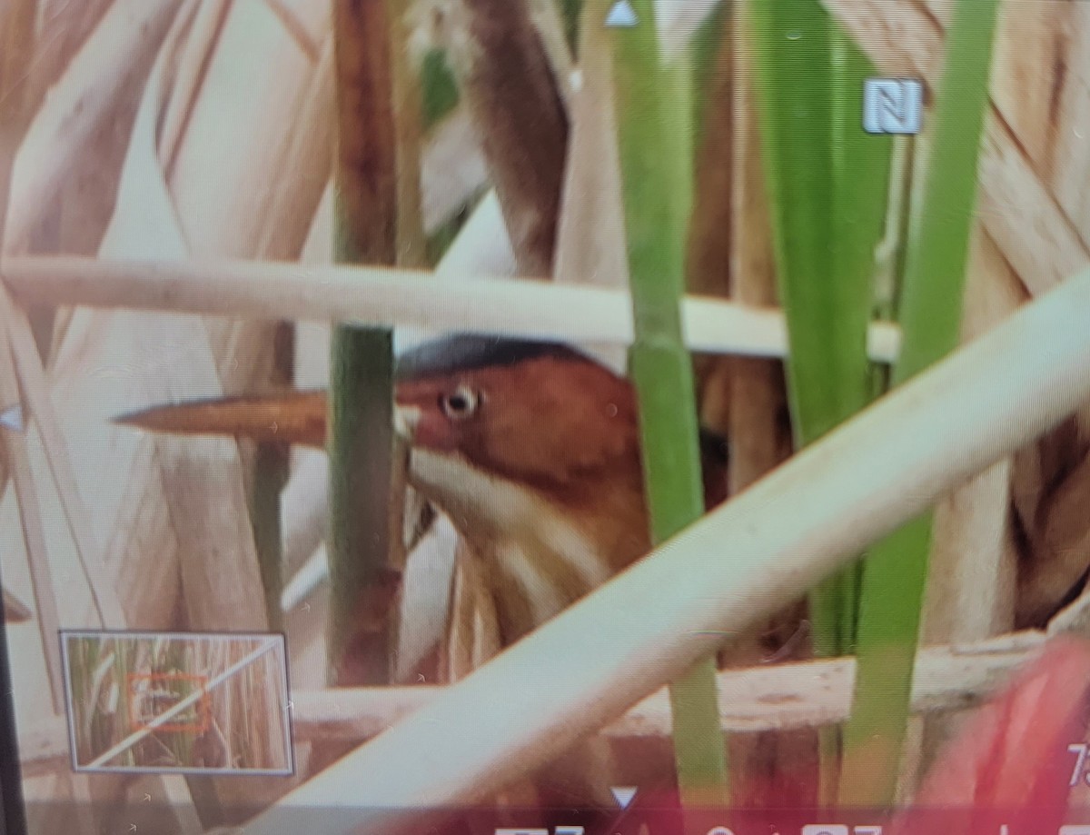 Least Bittern - ML574836961