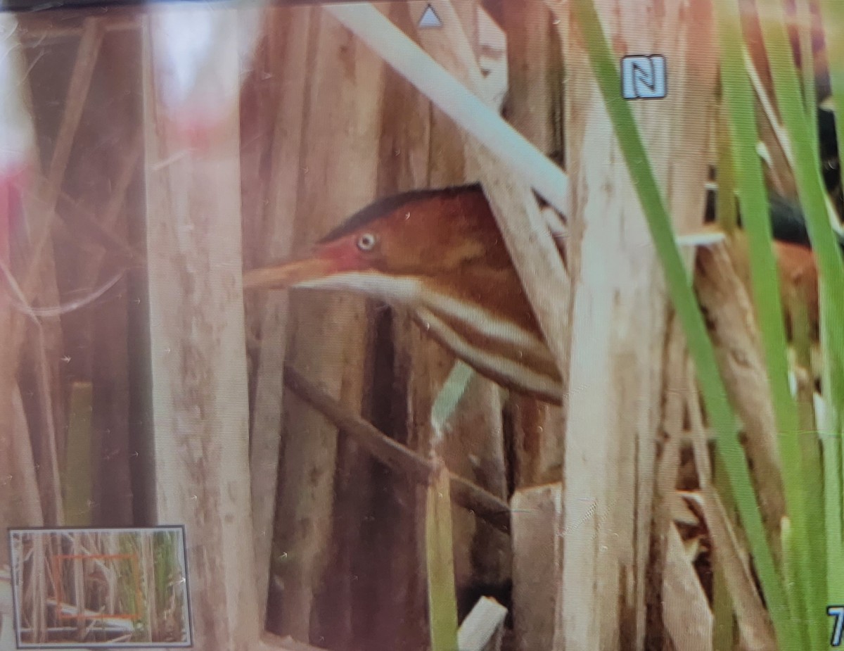 Least Bittern - ML574836981