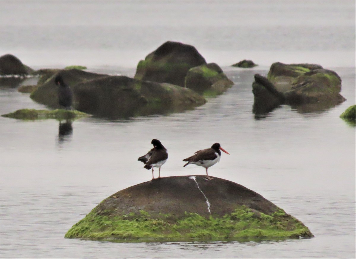 American Oystercatcher - ML574837231