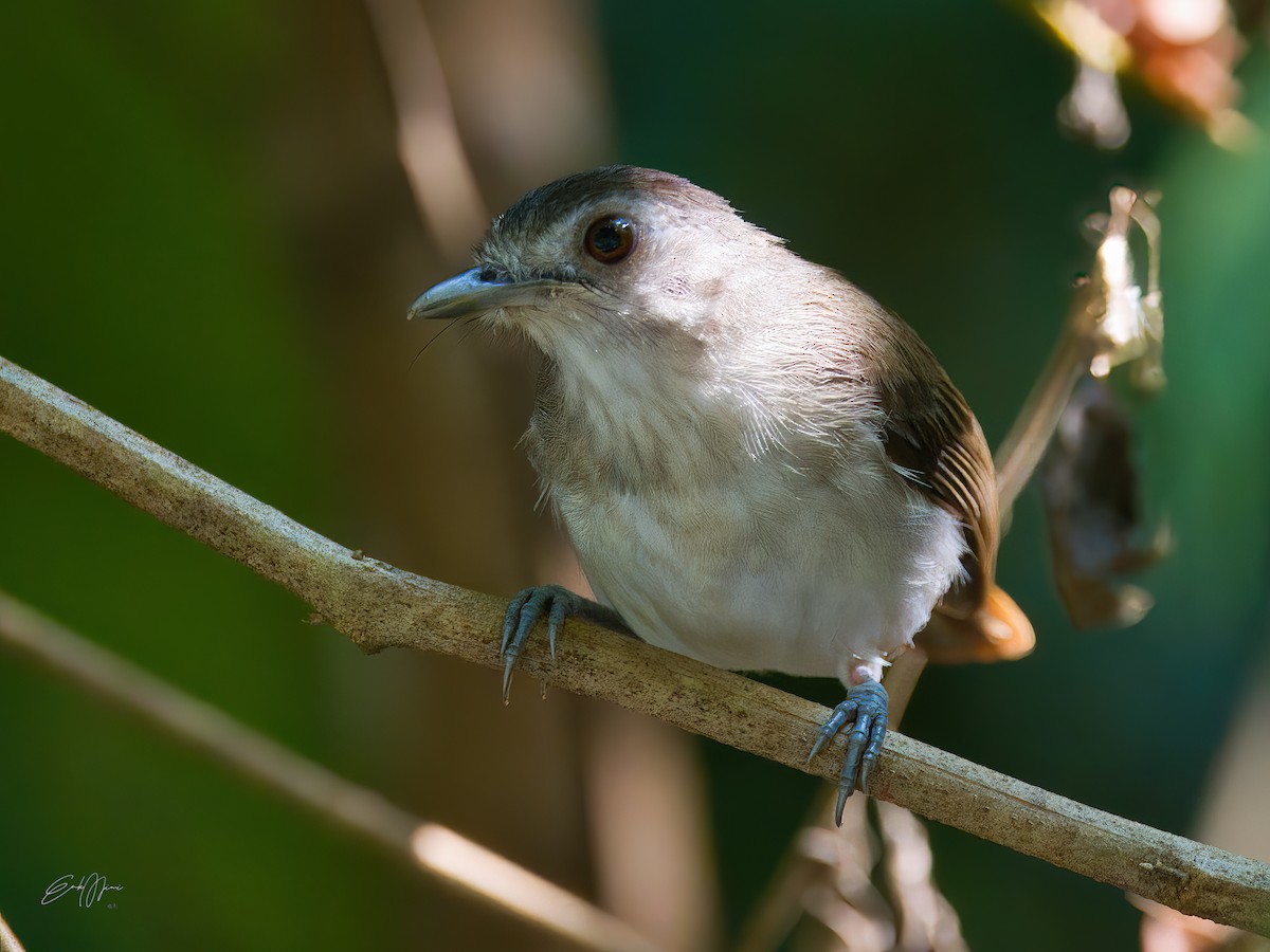 Sooty-capped Babbler - ML574837561