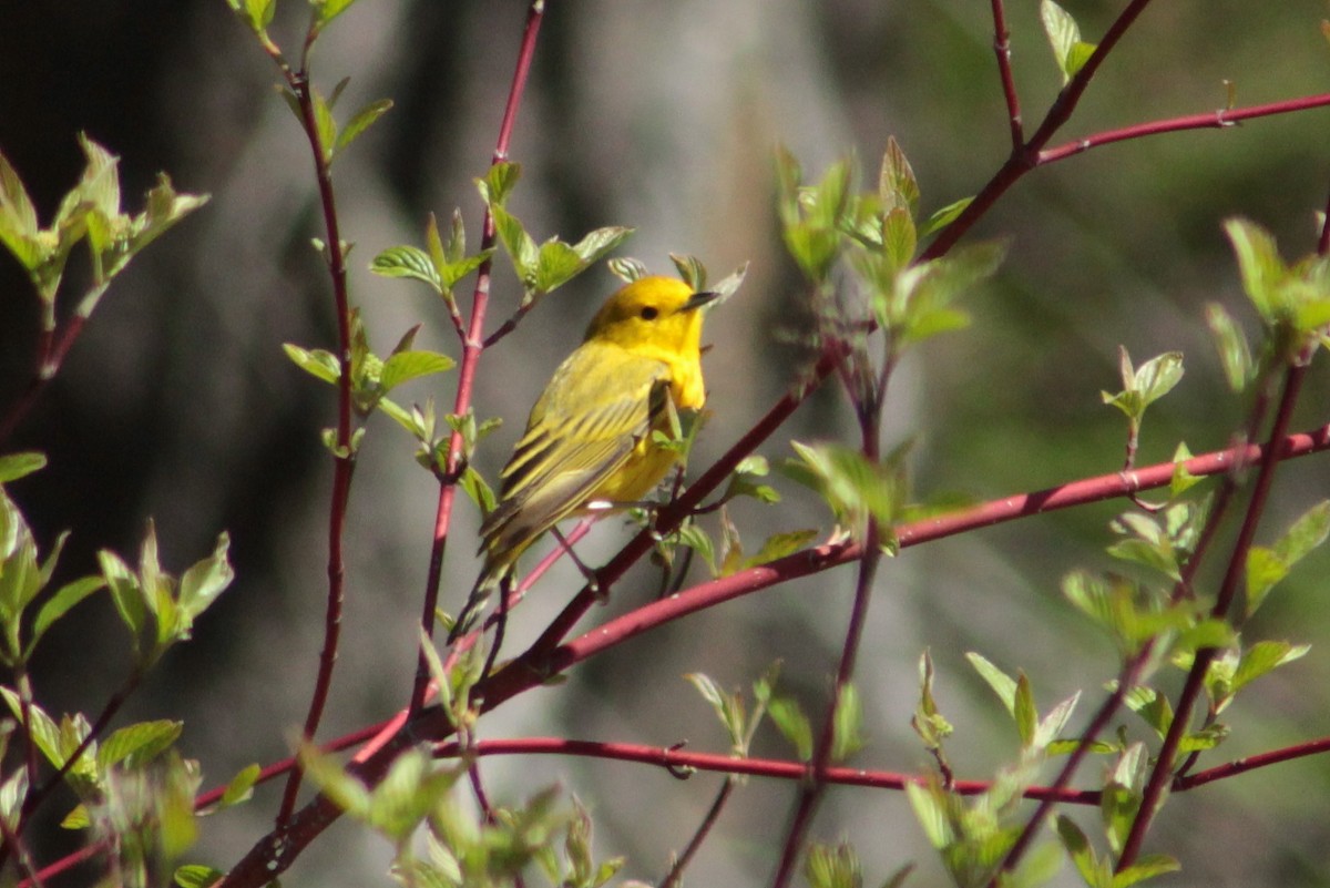 Yellow Warbler - ML57483831