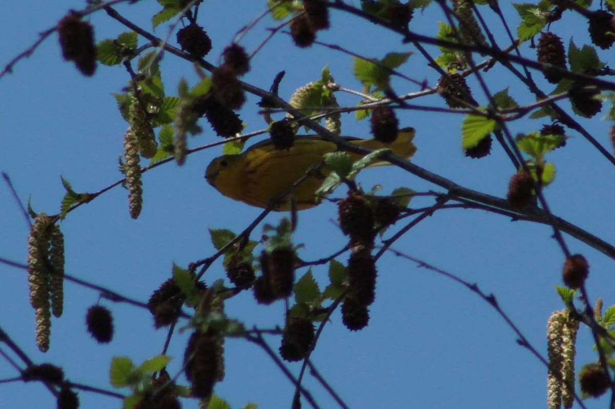 Yellow Warbler - ML57483851