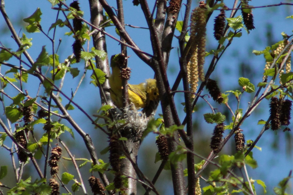 Yellow Warbler - ML57483861