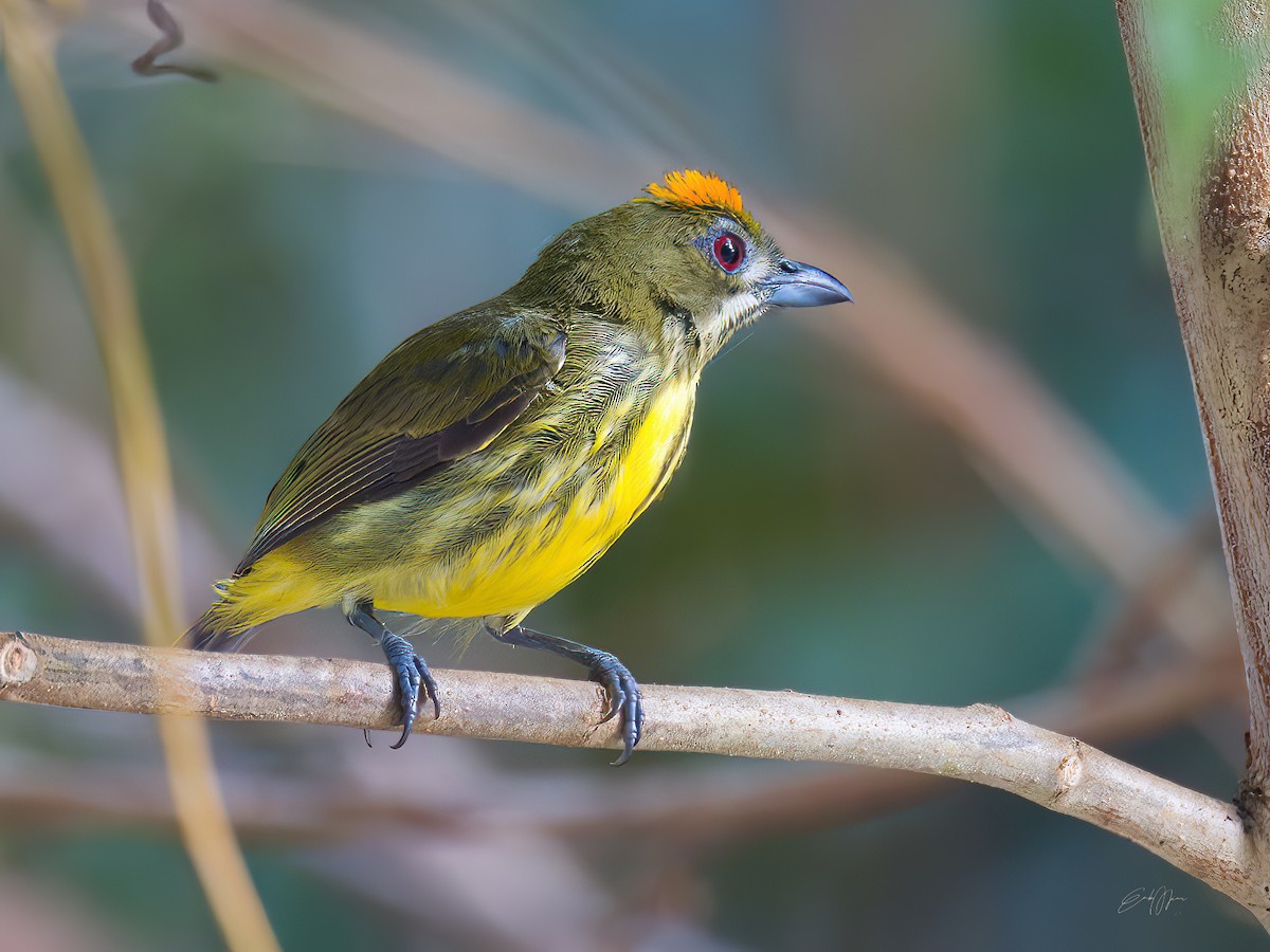 Yellow-breasted Flowerpecker - ML574838691