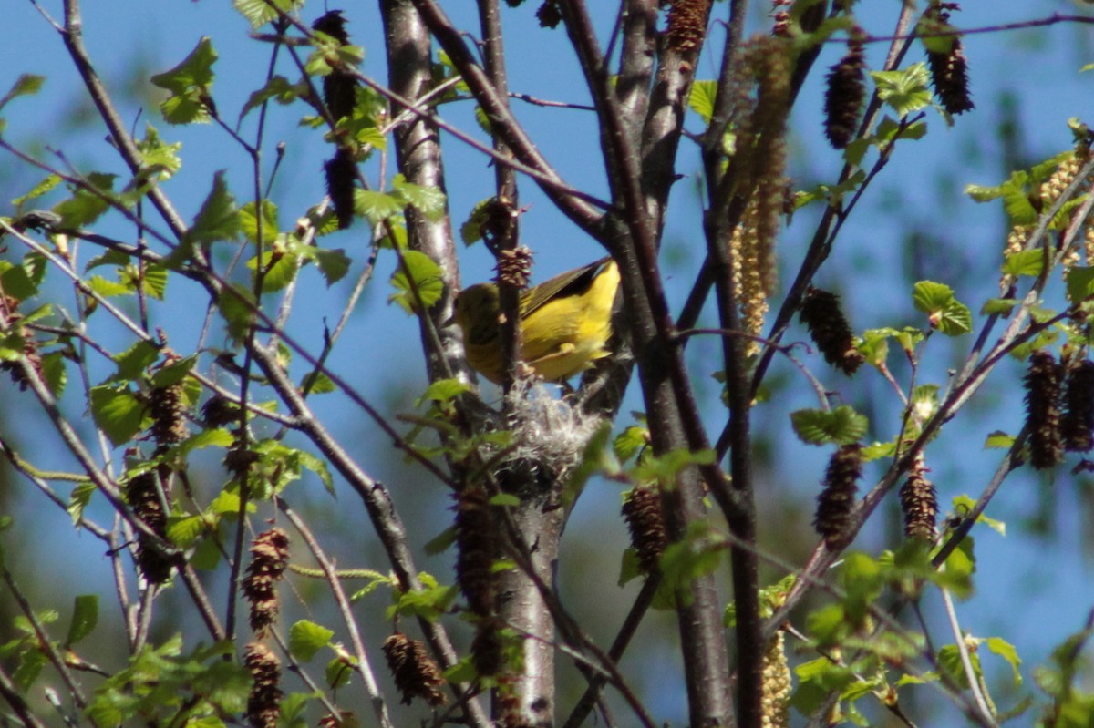 Yellow Warbler - ML57483871