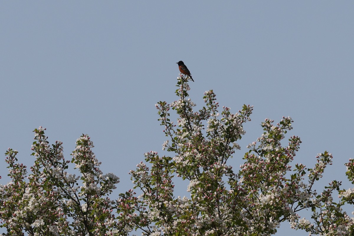 Orchard Oriole - Patricia Schleiffer