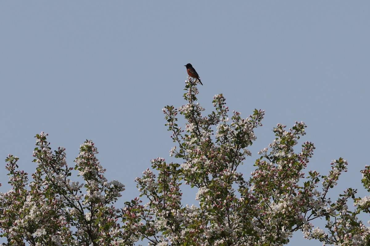 Oriole des vergers - ML574839131