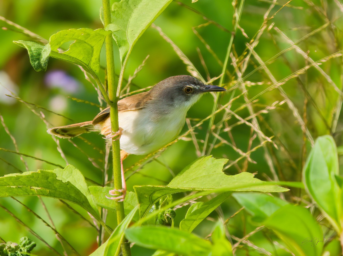 Rufescent Prinia - ML574839441