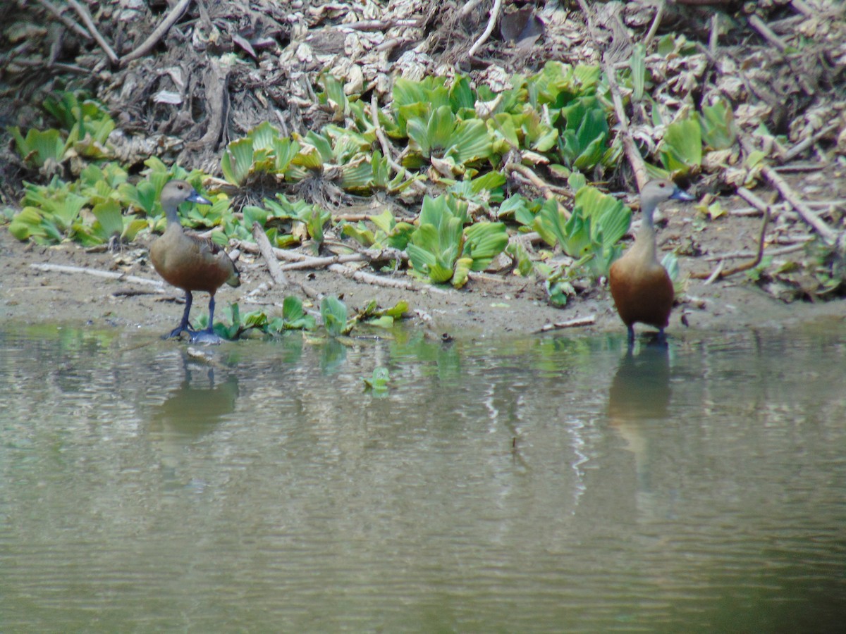 Lesser Whistling-Duck - ML574839561