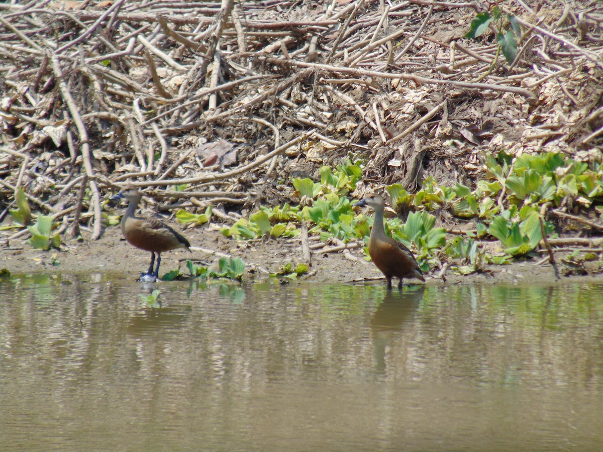 Lesser Whistling-Duck - ML574839571