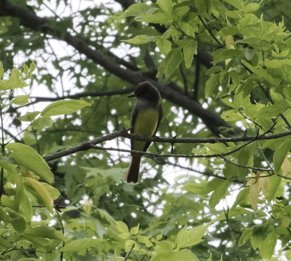 Great Crested Flycatcher - ML574839611