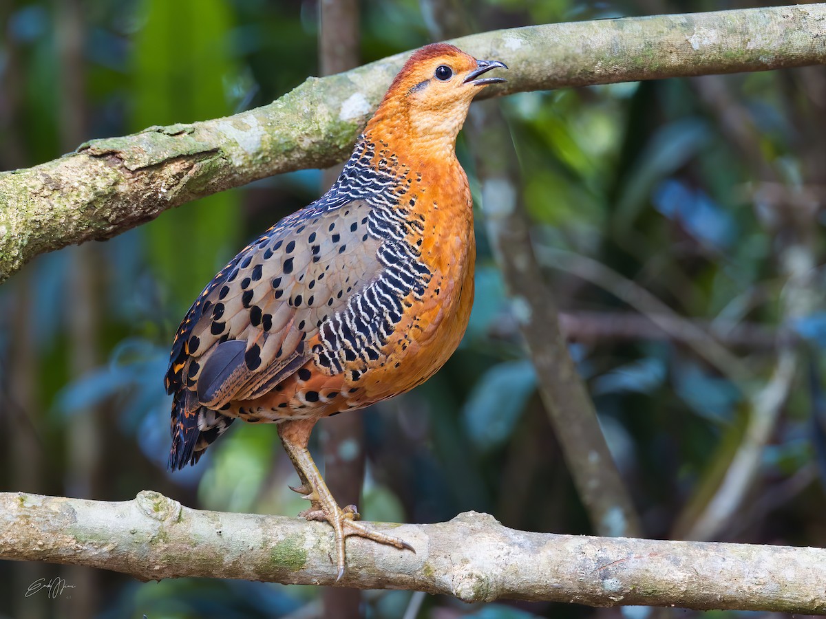 Ferruginous Partridge - ML574839841