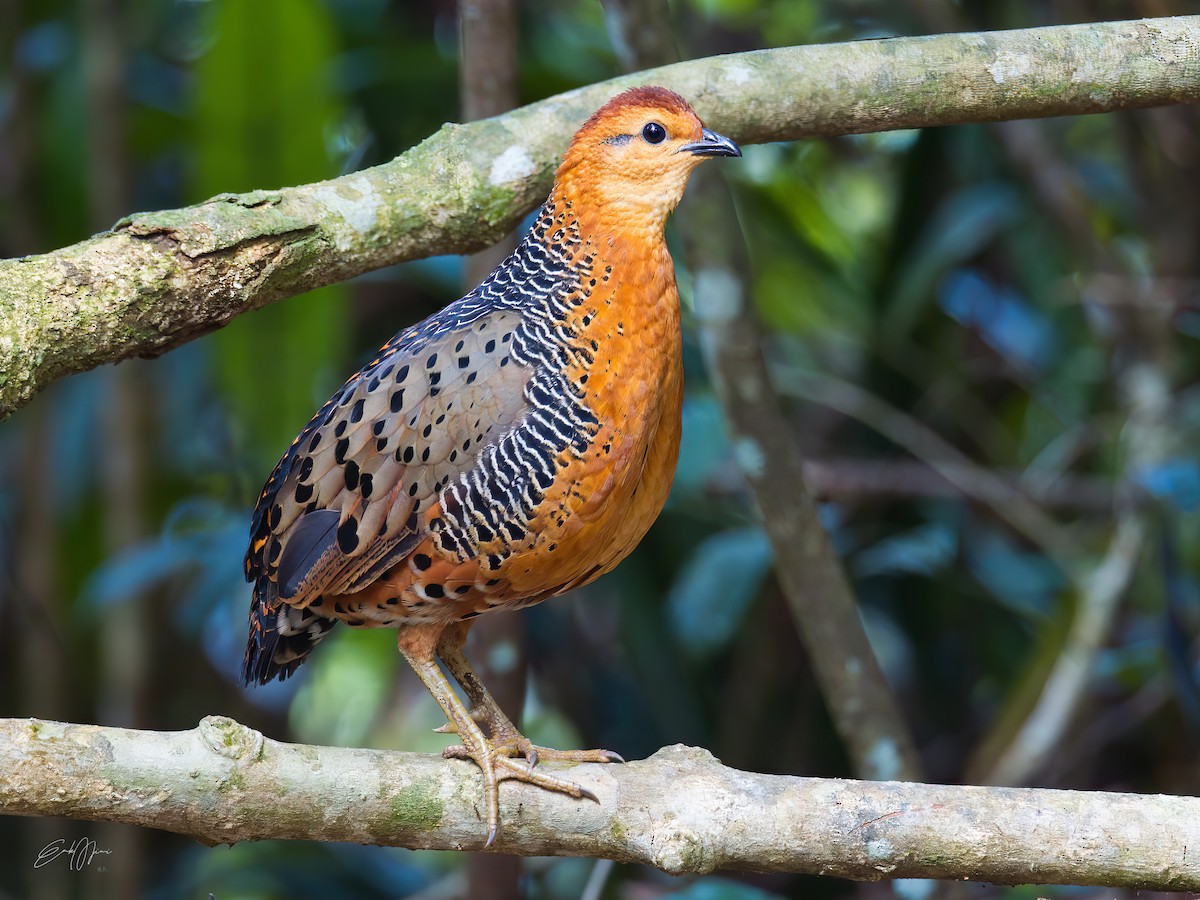 Ferruginous Partridge - ML574839851