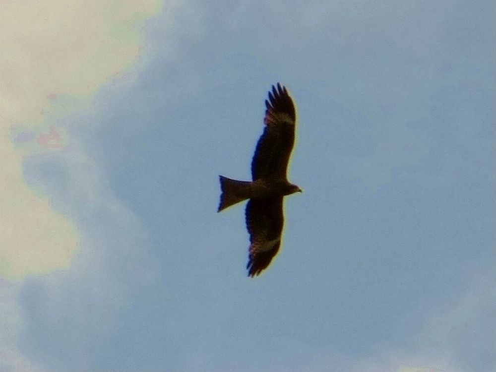 Black Kite - Kaichi Huang