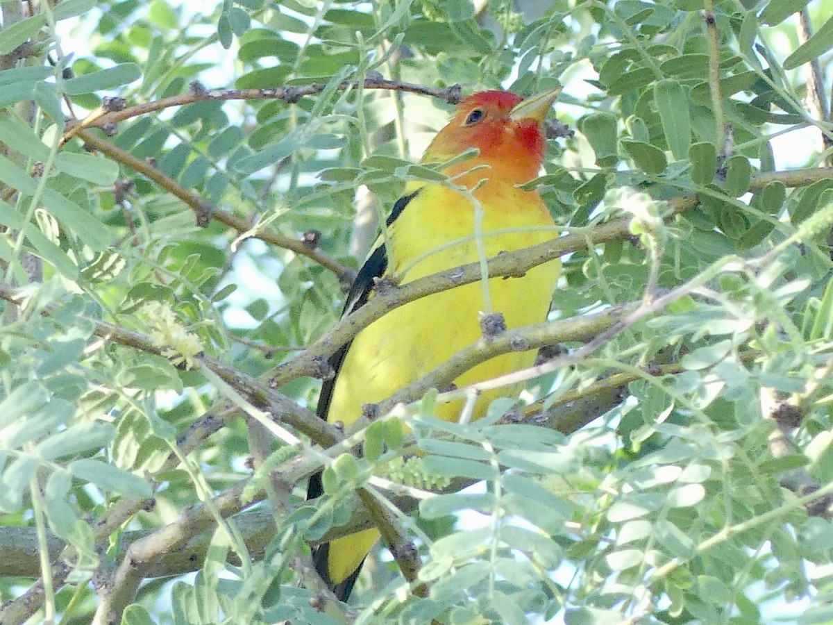 Western Tanager - ML574840481