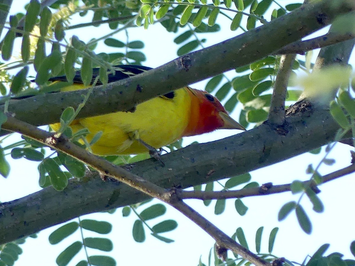 Western Tanager - ML574840491