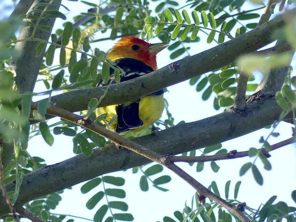 Western Tanager - ML574840501