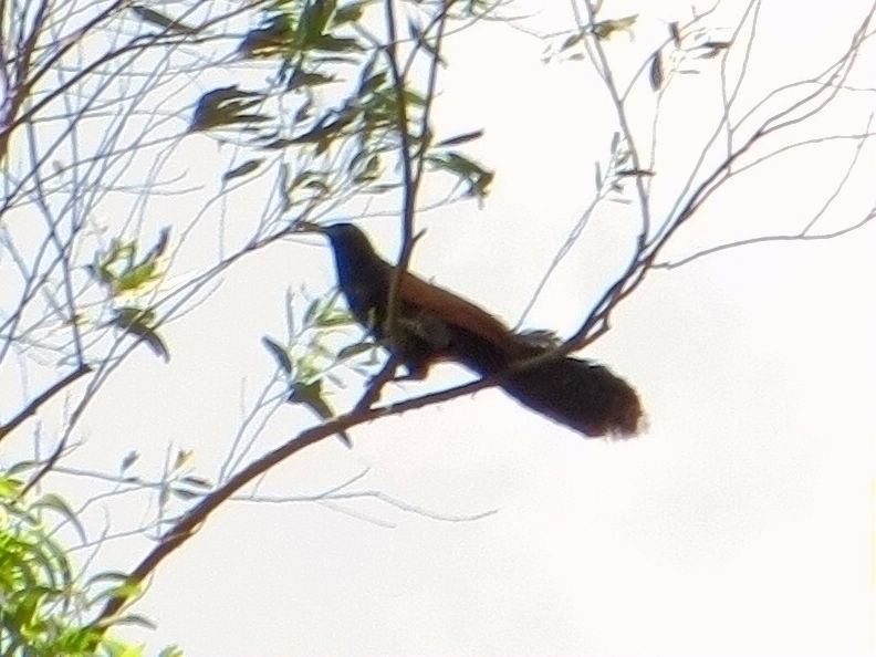 Greater Coucal - ML57484071