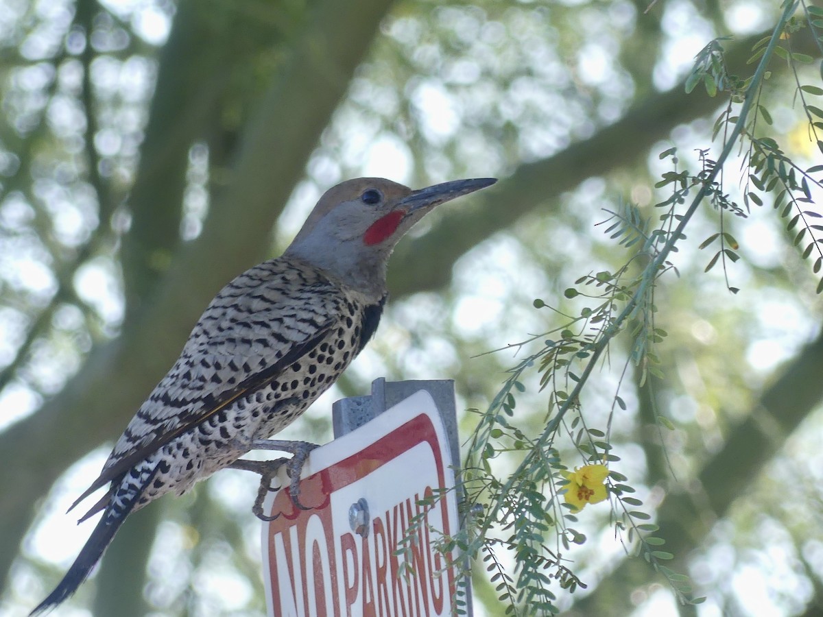 Gilded Flicker - ML574840731