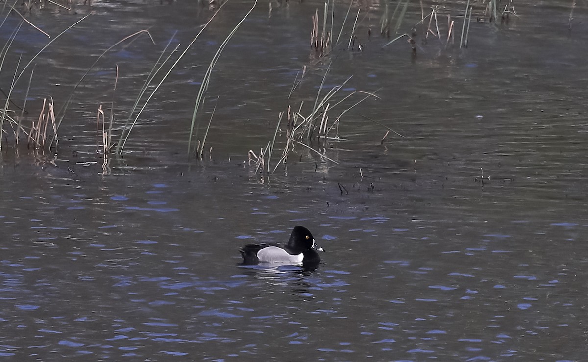 Ring-necked Duck - ML574842681