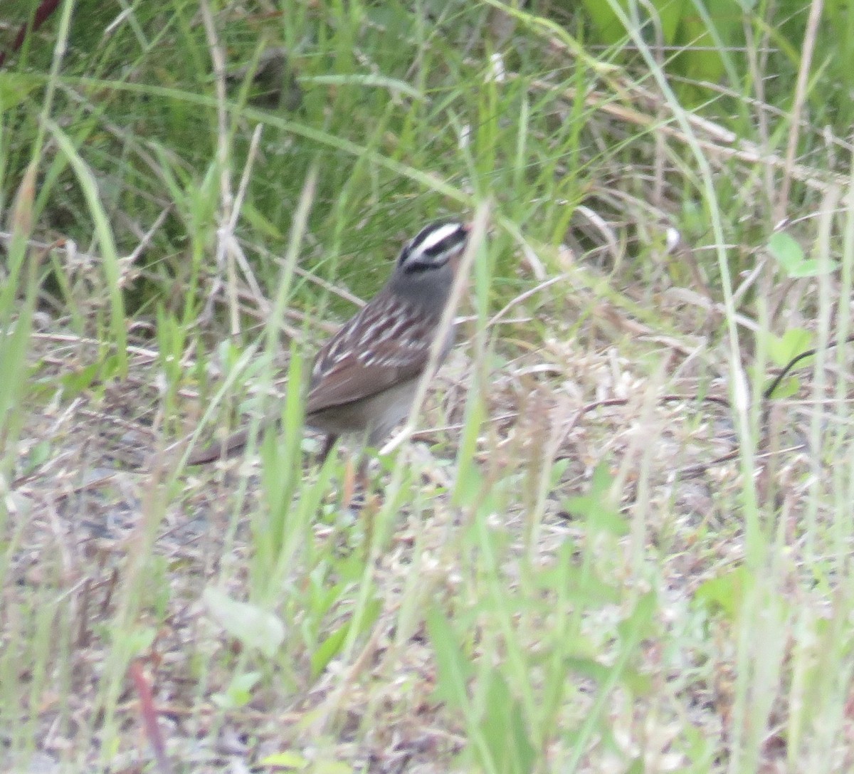 White-crowned Sparrow - ML574843411