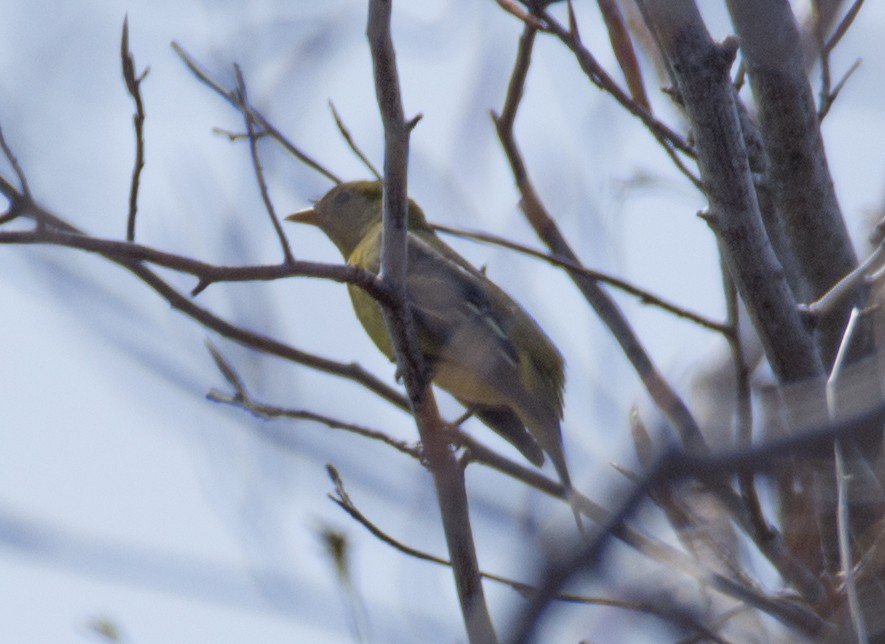 Western Tanager - ML574844131