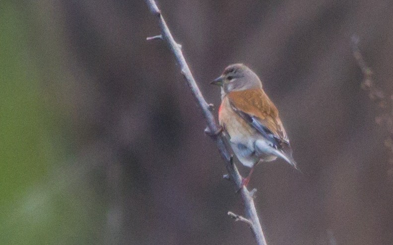 Eurasian Linnet - ML574844181