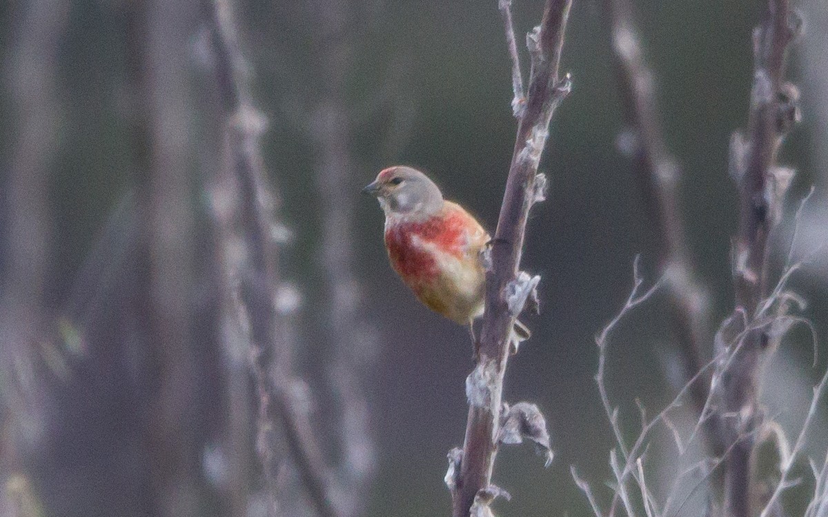Eurasian Linnet - ML574844191