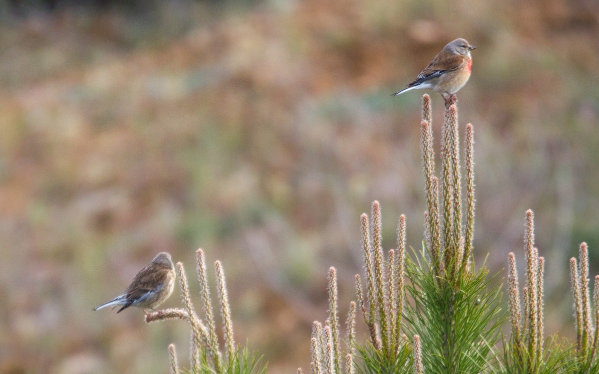 Eurasian Linnet - ML574844201