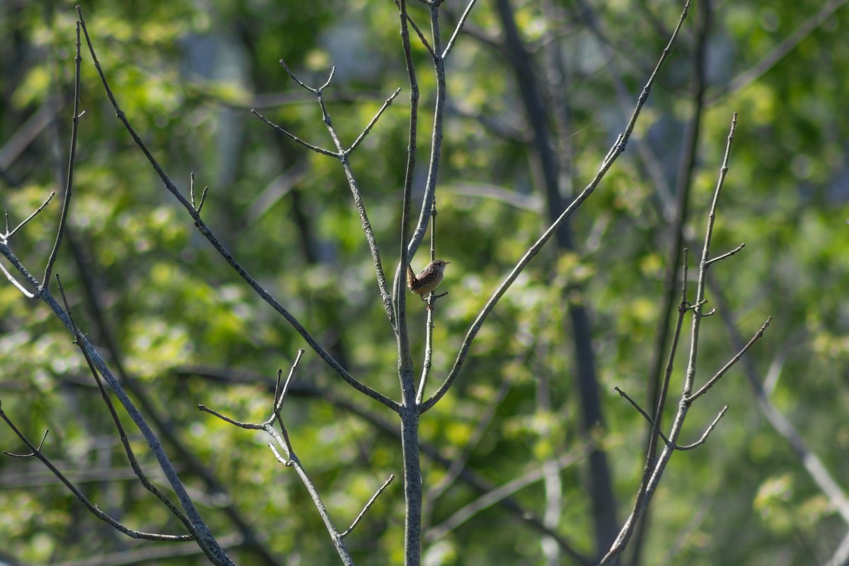 Sedge Wren - ML574844311