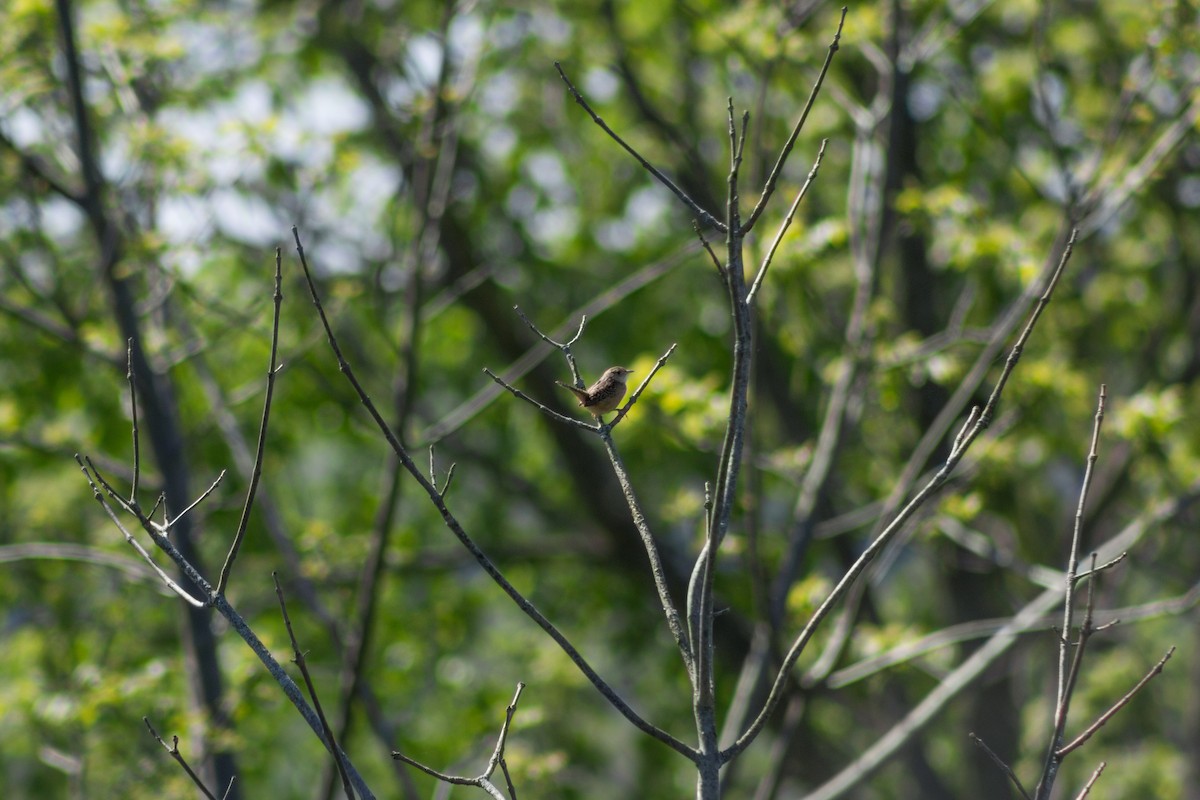 Sedge Wren - Brady Higginbotham