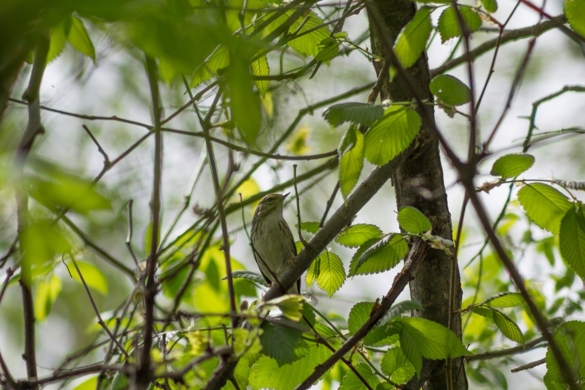 Blackpoll Warbler - ML574845051