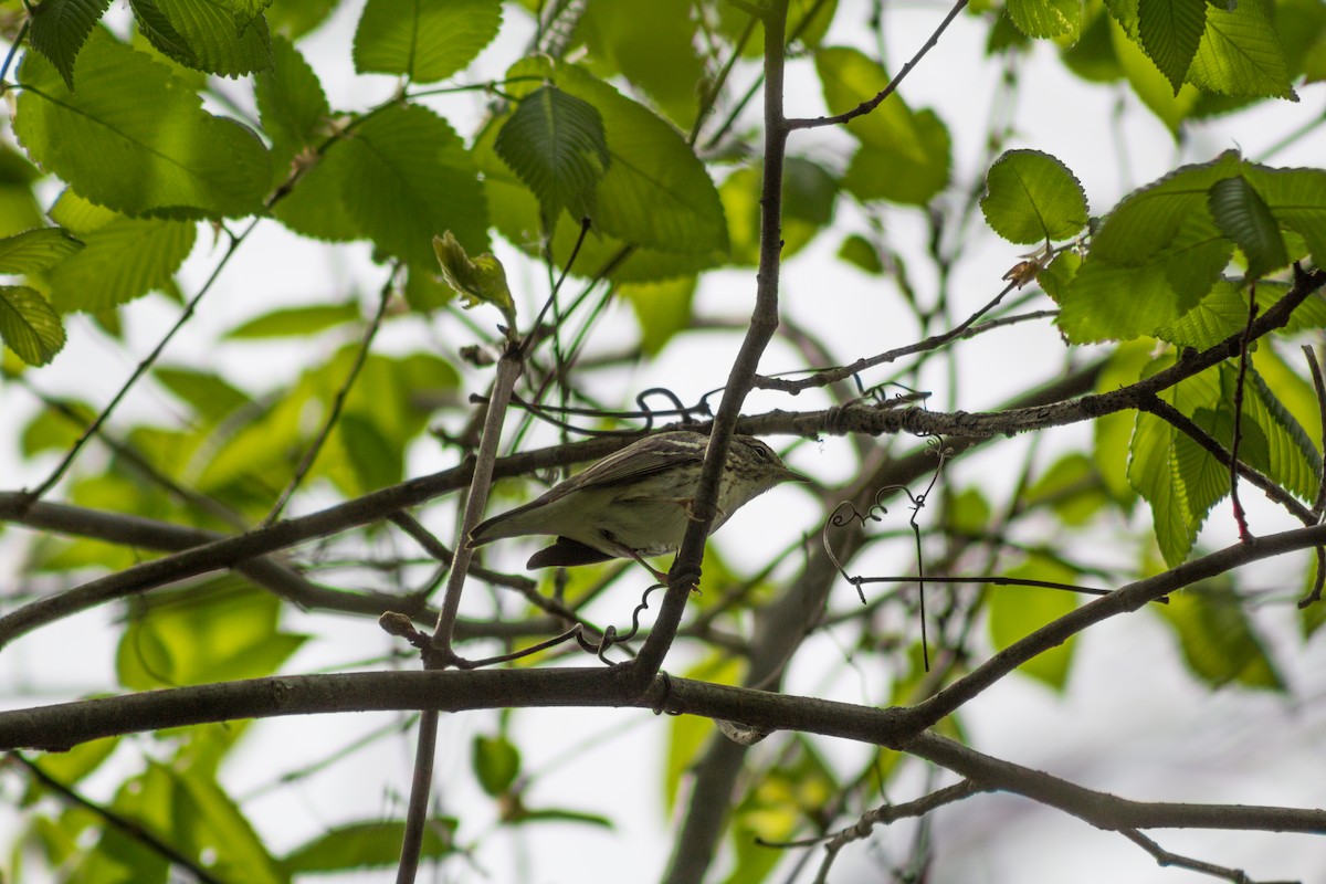 Blackpoll Warbler - ML574845061