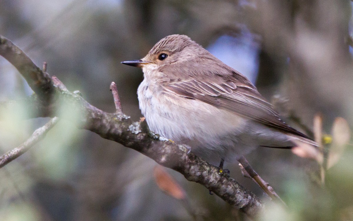 Spotted Flycatcher - ML574845091
