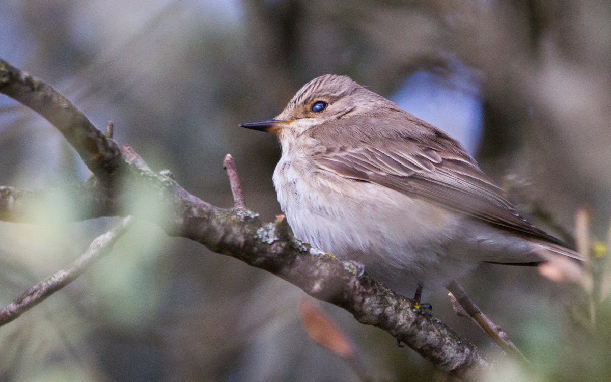 Spotted Flycatcher - ML574845101