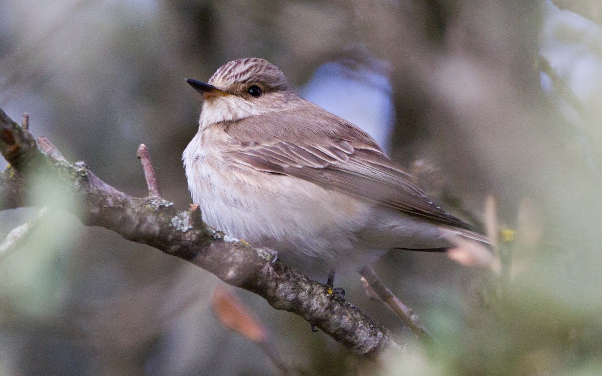 Spotted Flycatcher - ML574845111