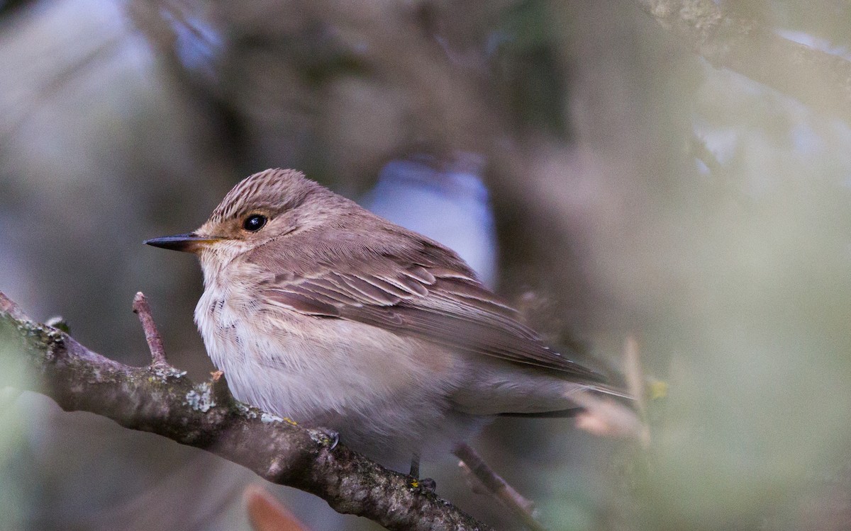 Spotted Flycatcher - ML574845121