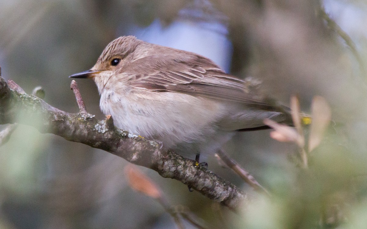 Spotted Flycatcher - ML574845131