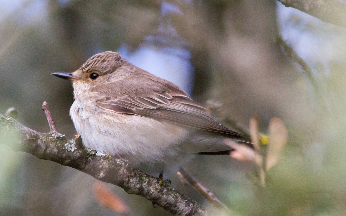 Spotted Flycatcher - ML574845141
