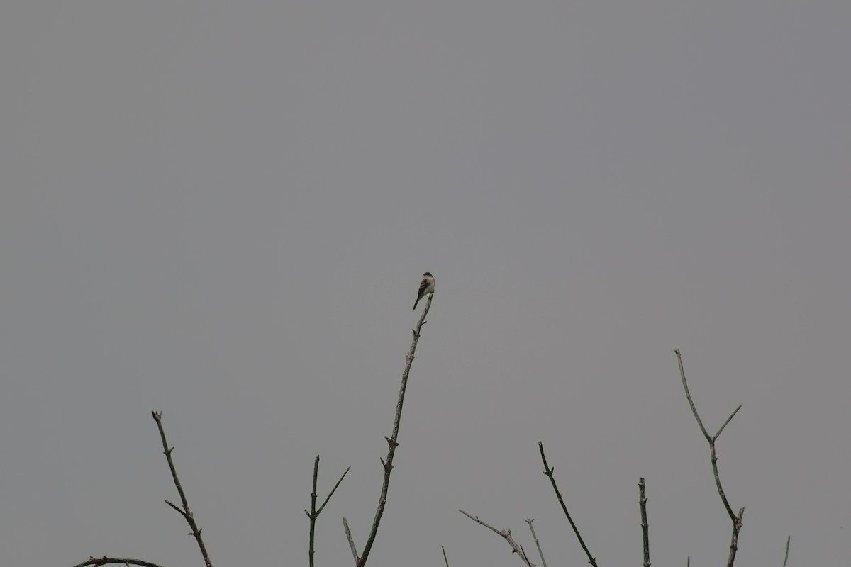 Willow Flycatcher - Brady Higginbotham