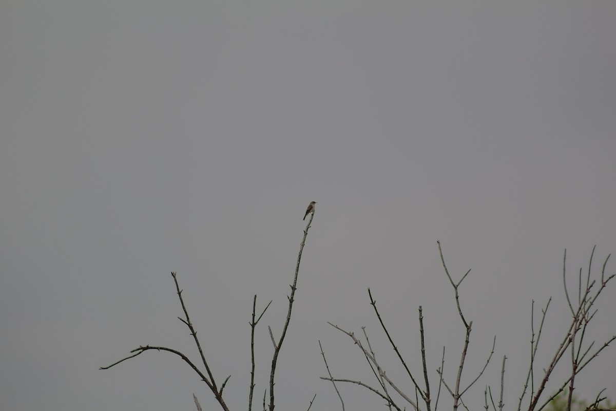 Willow Flycatcher - ML574845271