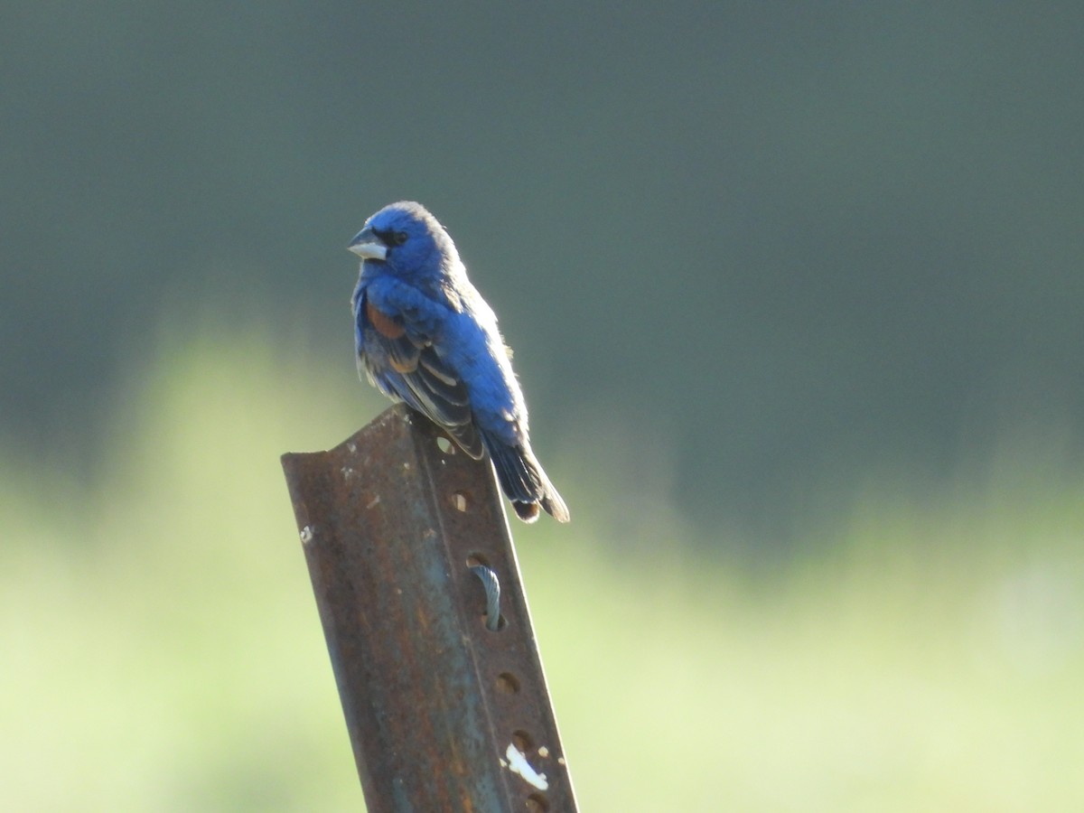 Blue Grosbeak - ML574847711