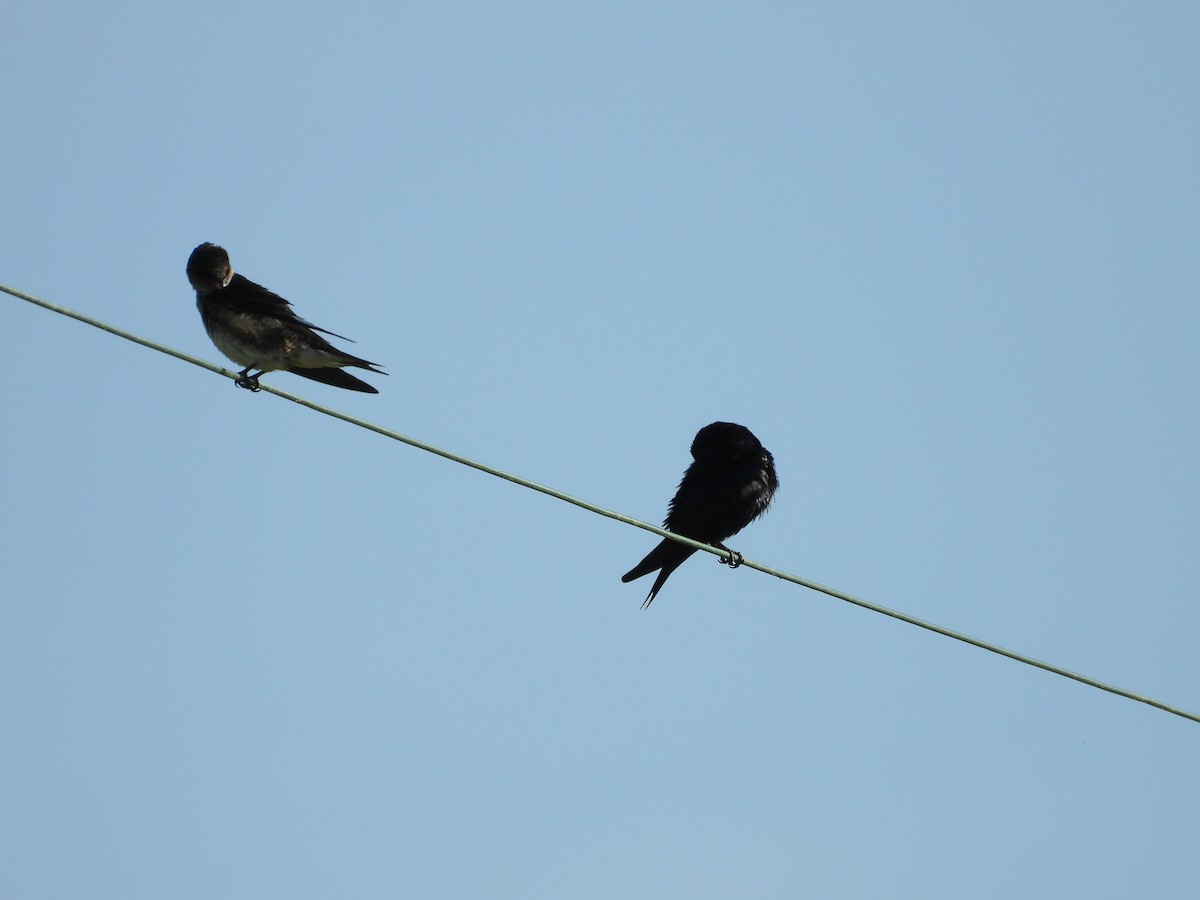 Purple Martin - ML574848041