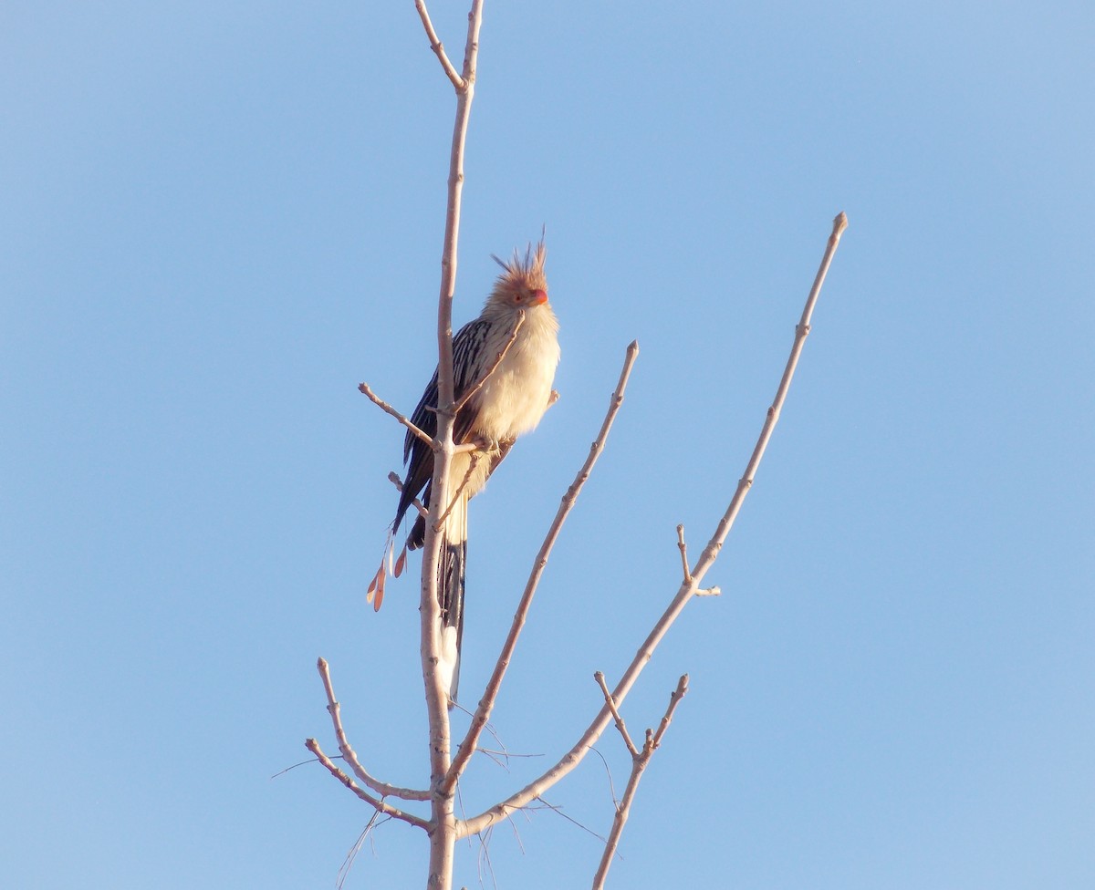 Guira Cuckoo - ML574849361