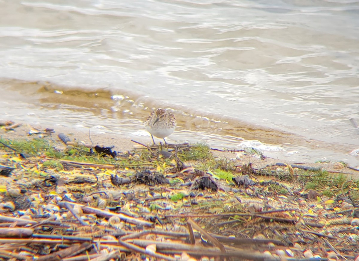 Least Sandpiper - ML574849441