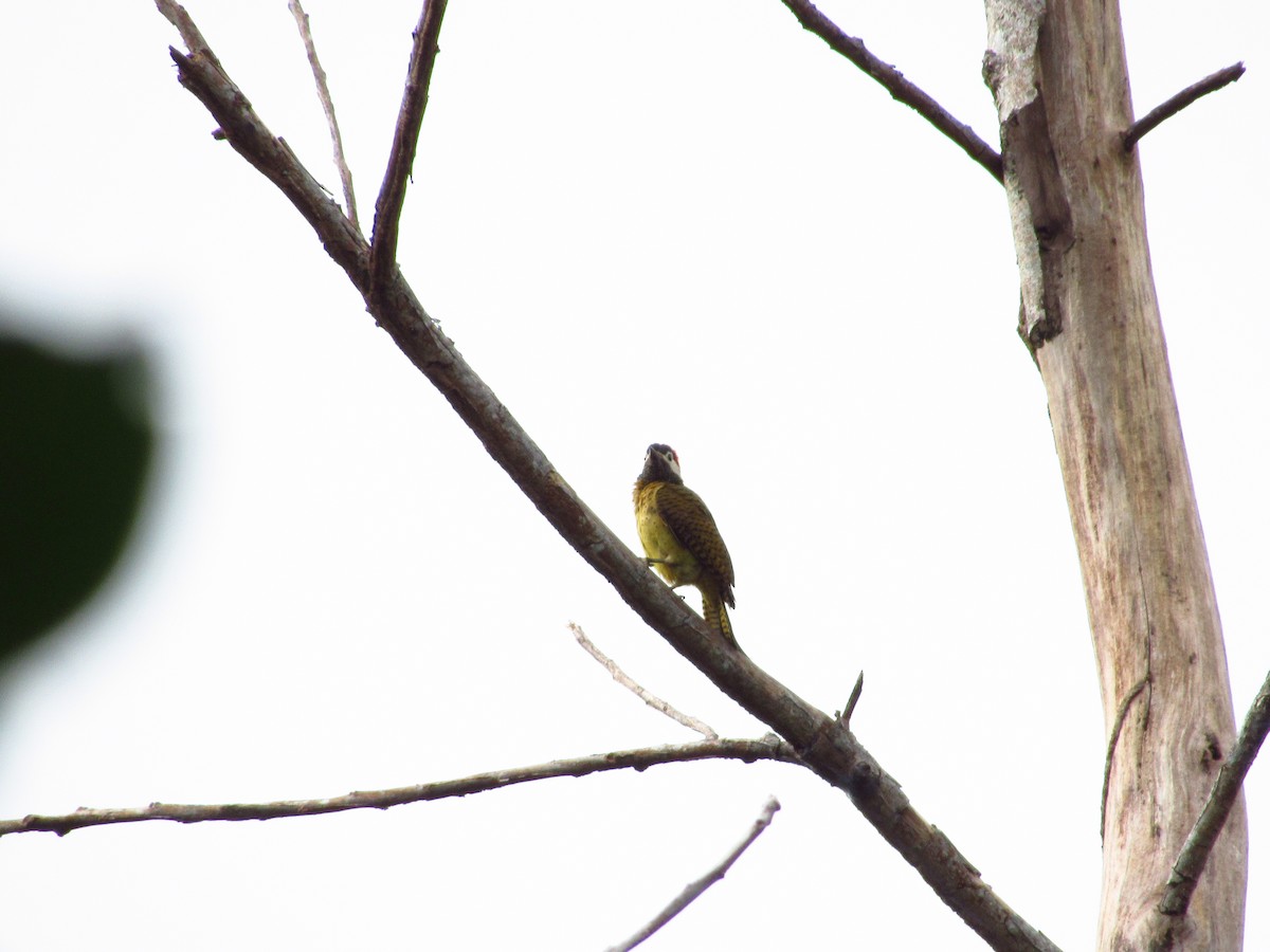Spot-breasted Woodpecker - ML574849541