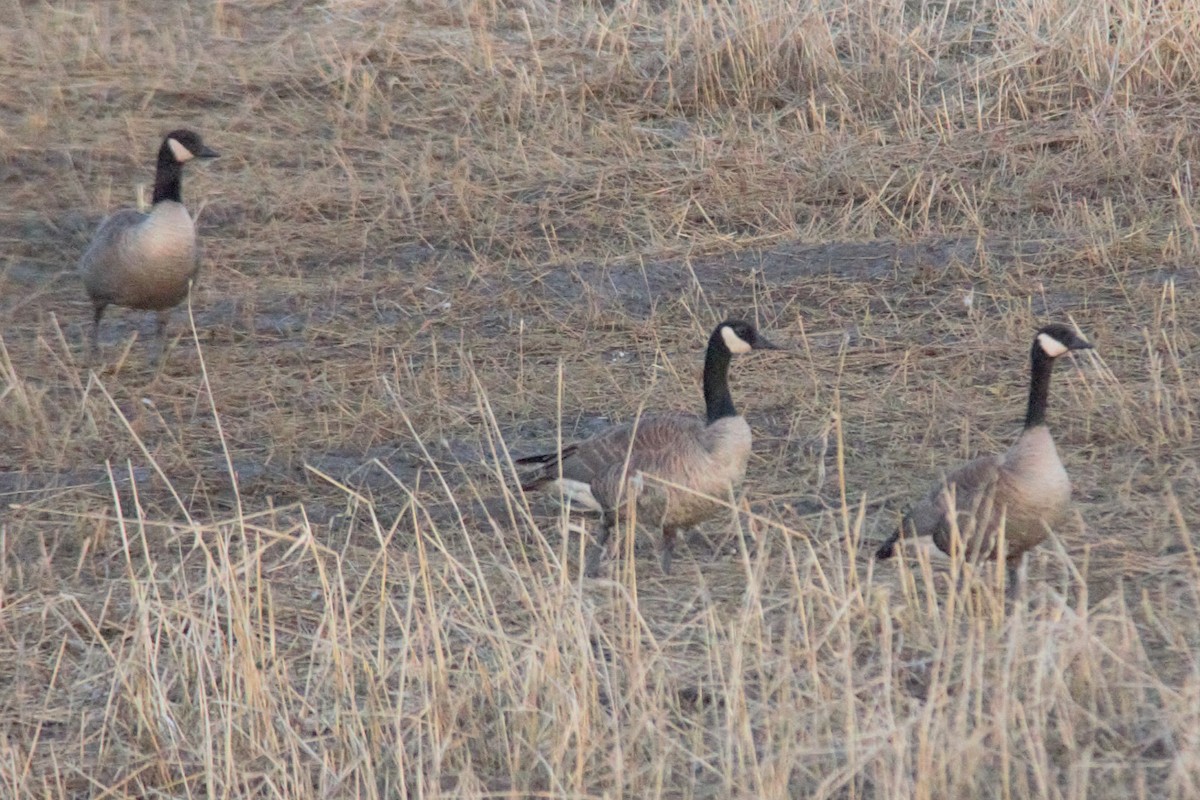 Cackling/Canada Goose - Joseph Ransdell-Green