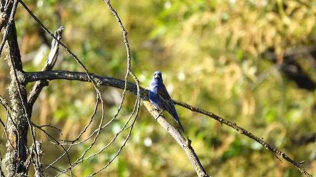 Blue Grosbeak - ML574850511